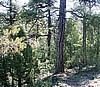 Upper Trail